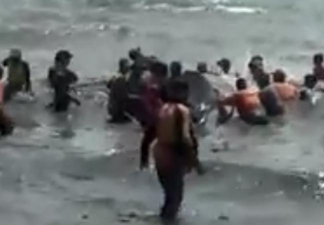 Viral Hiu Masuk Jaring Nelayan, Ini Penjelasan BKSDA